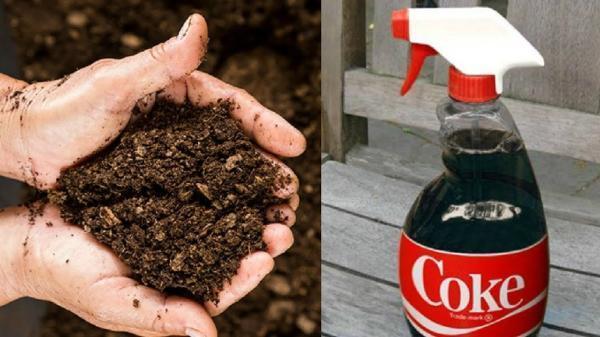 استفاده های کاربردی و عجیب از نوشابه برای باغچه! استفاده های کاربردی و عجیب از نوشابه برای باغچه!