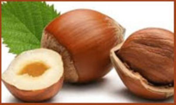 کاربردهای فراوان روغن فندق چند منظوره کاربردهای فراوان روغن فندق چند منظوره